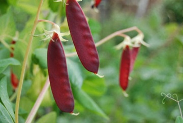 Rebsie Fairholm's famous red-podded pea